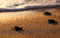 H Κύπρος «έσωσε» τις θαλάσσιες χελώνες