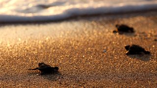 H Κύπρος «έσωσε» τις θαλάσσιες χελώνες