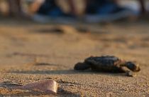 افزایش تخم‌گذاری لاکپشت‌ها در سواحل قبرس