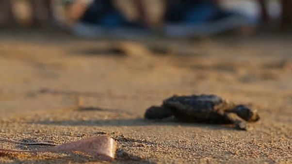 Schildkrötenbabys auf Zypern: dem Fuchs entkommen Schildkrötenbabys auf Zypern: dem Fuchs entkommen