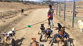 Марокканка спасает бродячих собак