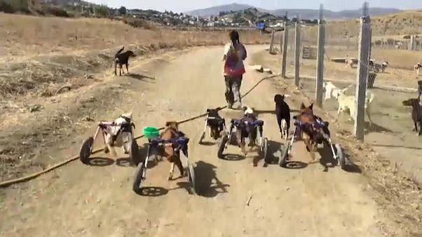Del sufrimiento al santuario: la amante de los animales que cambió el trauma de su infancia Del sufrimiento al santuario: la amante de los animales que cambió el trauma de su infancia