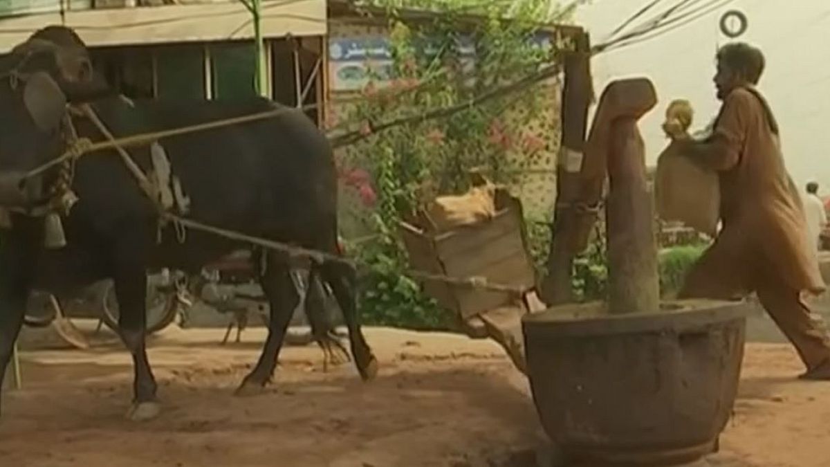Watch: Millers uses traditional methods to make edible oil