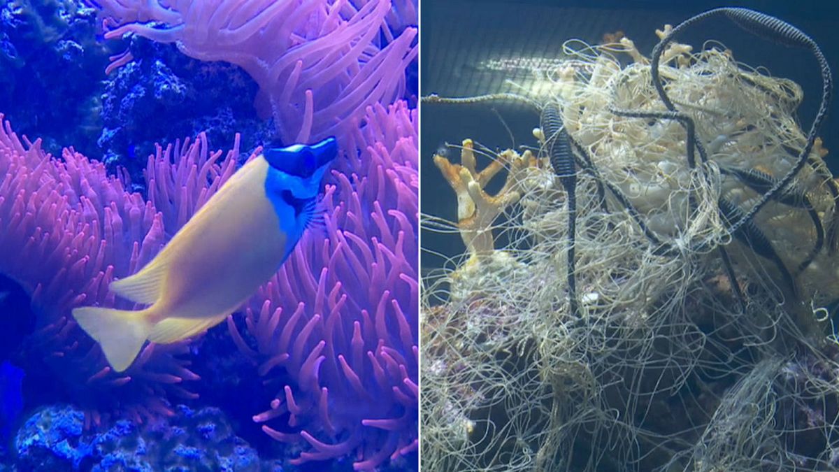 Zoo dumps plastic waste in aquarium to highlight ocean pollution problem