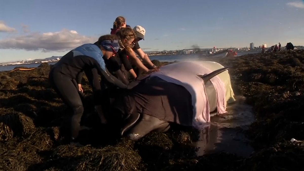 شاهد : محاولة إنقاذ حوتين على أحد شواطئ آيسلندا