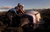 شاهد : محاولة إنقاذ حوتين على أحد شواطئ آيسلندا