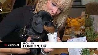 Watch: Pop-up Dachshund dog cafe in London