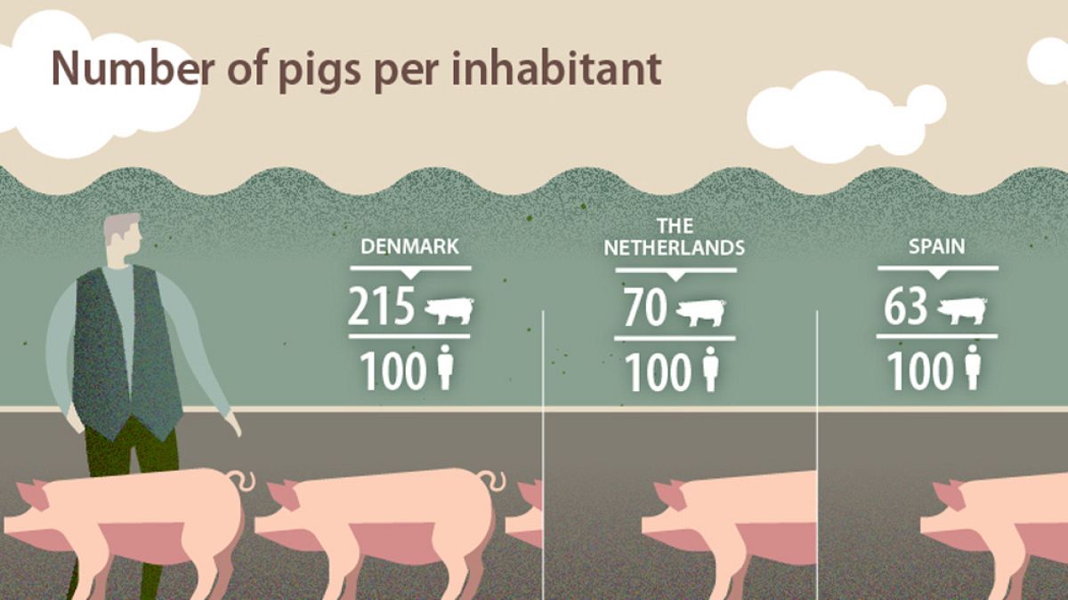 No, there are not more pigs than people in Spain