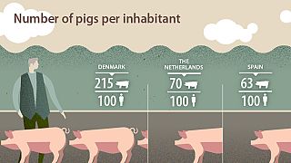 No, there are not more pigs than people in Spain