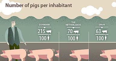 No, España no tiene más cerdos que habitantes | Euronews