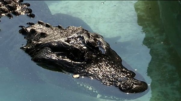 83 Jahre alt: Kroko-Greis im Belgrader Zoo 83 Jahre alt: Kroko-Greis im Belgrader Zoo