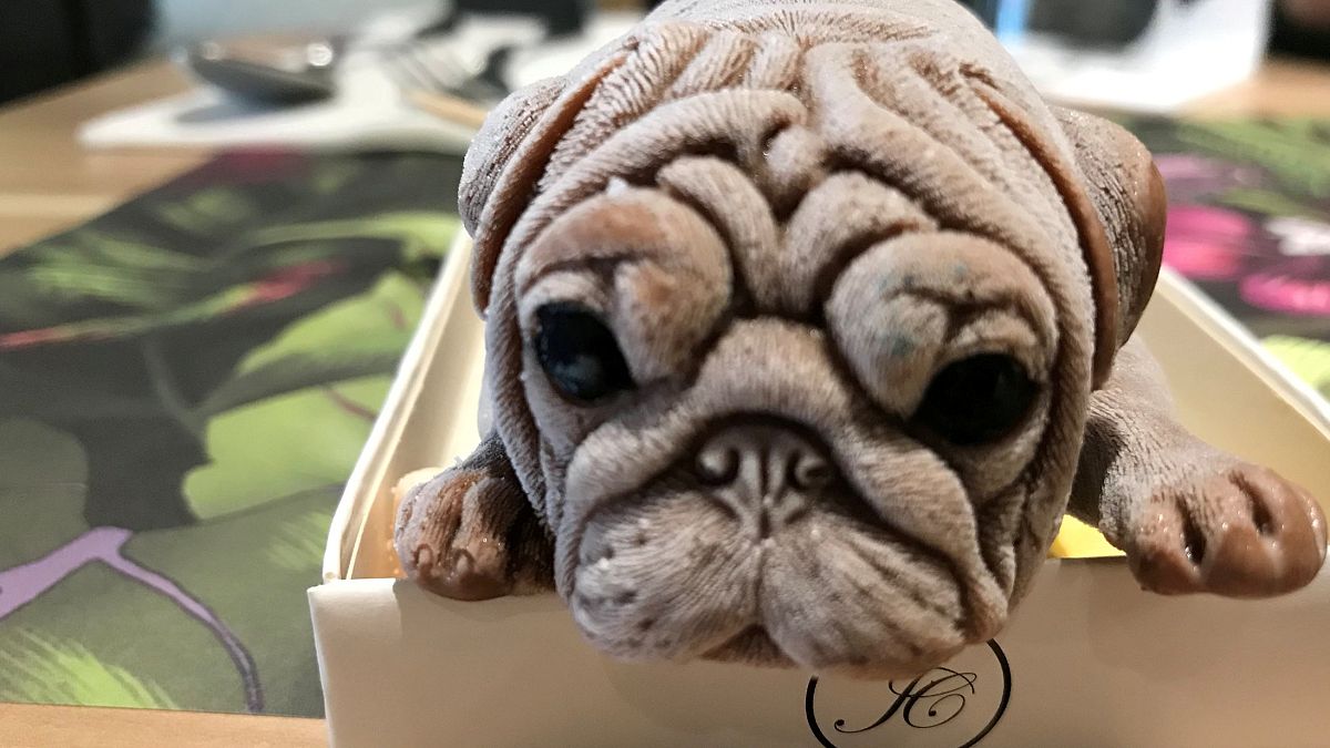 Watch: Realistic ice-cream puppies on the menu in Taiwanese cafe