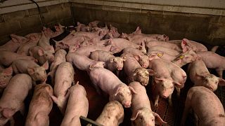 مخاوف بيئية في إسبانيا بسبب الخنازير