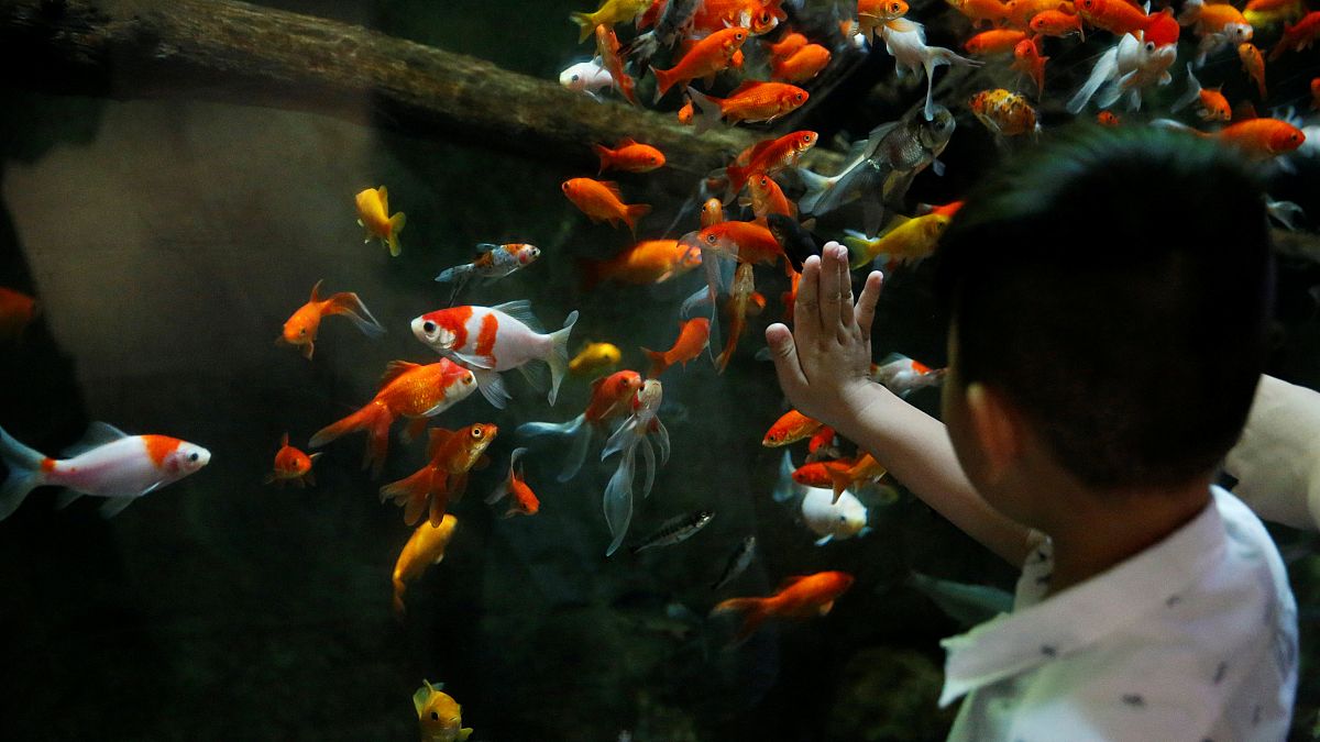 young boy watches a goldfish aquarium at The Paris Aquarium.