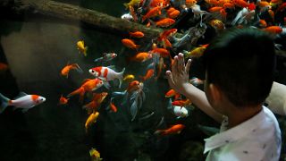 young boy watches a goldfish aquarium at The Paris Aquarium.