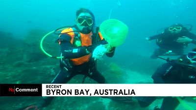 Australien: Taucher befreit Hai von Plastiknetz
