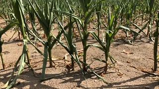 Dürre: 340 Millionen Euro für deutsche Bauern