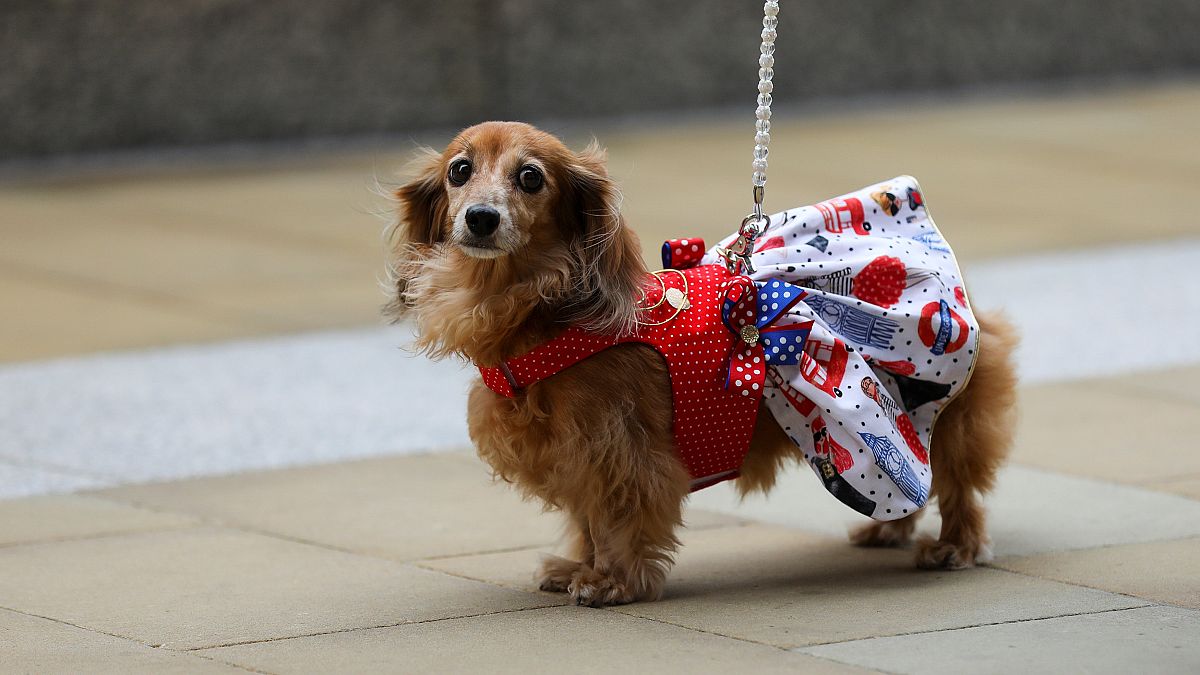 Las tiendas de mascotas tendrán prohibido vender cachorros y gatitos en Reino Unido