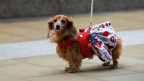 Las tiendas de mascotas tendrán prohibido vender cachorros y gatitos en Reino Unido Las tiendas de mascotas tendrán prohibido vender cachorros y gatitos en Reino Unido