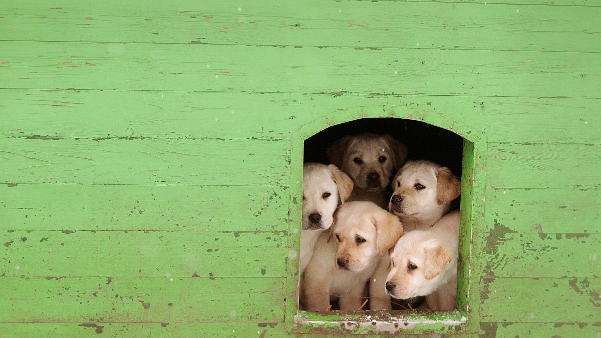 H Λούσι σώζει τα κουτάβια: Η σκυλίτσα που νίκησε τα pet shop