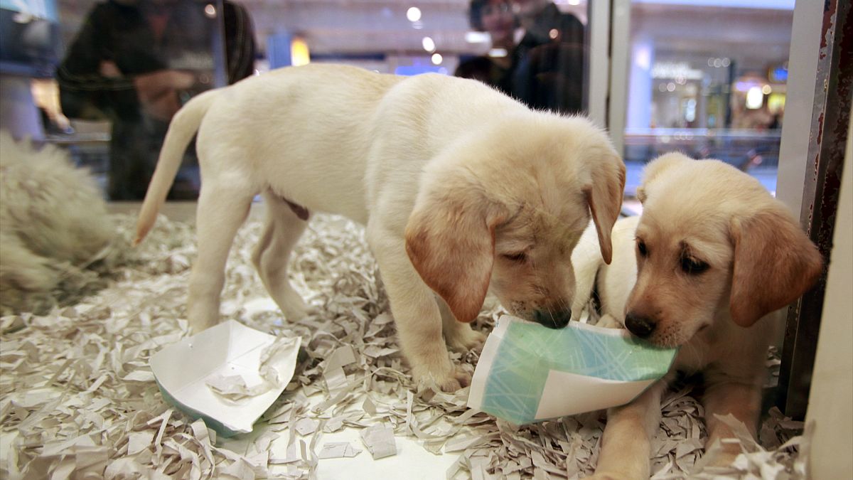 İngiltere'de yavru kedi ve köpeklerin pet shoplarda satışı yasaklandı
