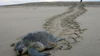 İspanya'da Avrupa'nın en büyük kaçak kaplumbağa yetiştiricileri yakalandı