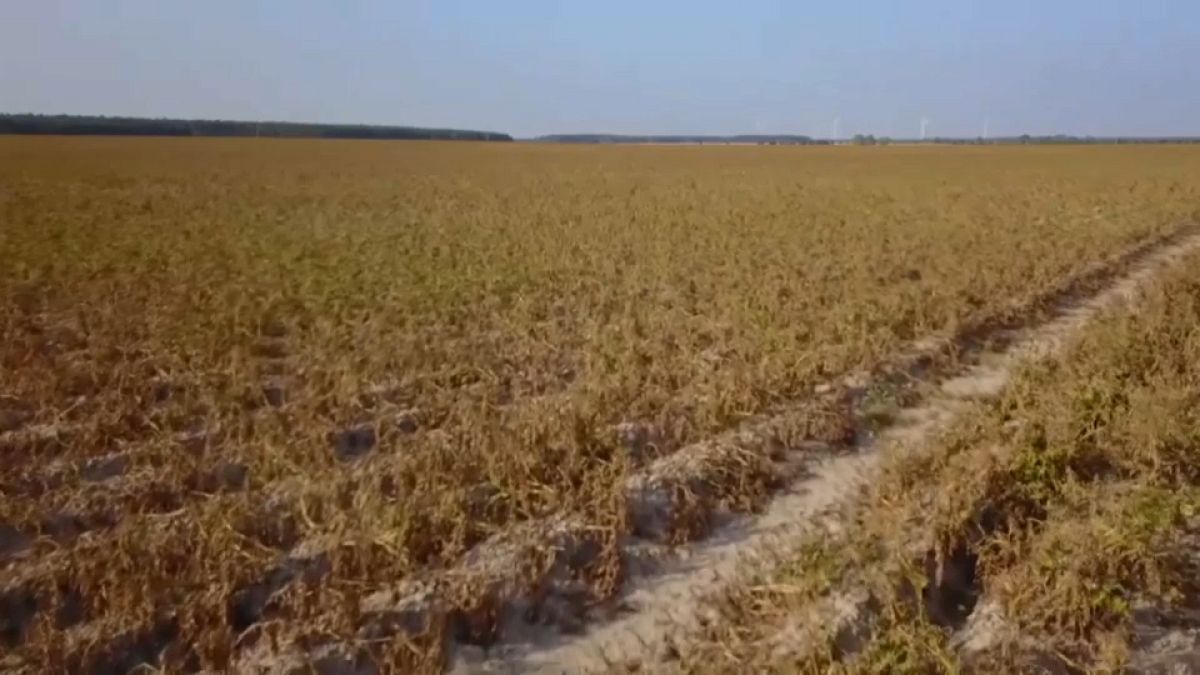 Governo alemão dá 340 milhões a agricultores afetados pela vaga de calor