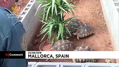 Polícia espanhola encontra a "maior" quinta ilegal de tartarugas da Europa