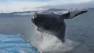 Watch: Whale stuns onlookers as it leaps next to boat