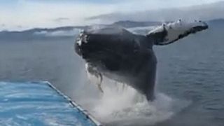 Watch: Whale stuns onlookers as it leaps next to boat 