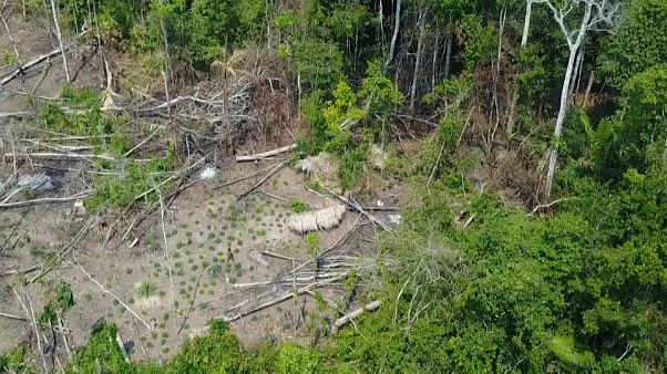 Les premières images d'un peuple isolé d'Amazonie Les premières images d'un peuple isolé d'Amazonie