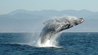 VİDEO | Kambur balinadan turistlere sulu şaka