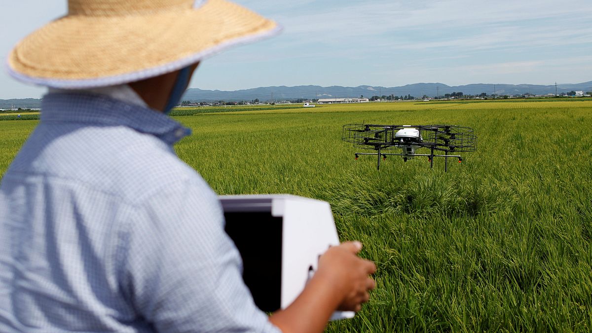 Yaşlanan Japon çiftçileri 'drone tarımı'na hazırlanıyor