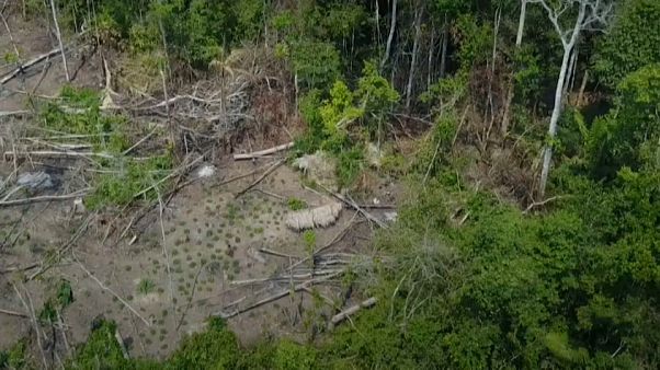 Revelan las primeras imágenes de una tribu aislada en la Amazonía Revelan las primeras imágenes de una tribu aislada en la Amazonía