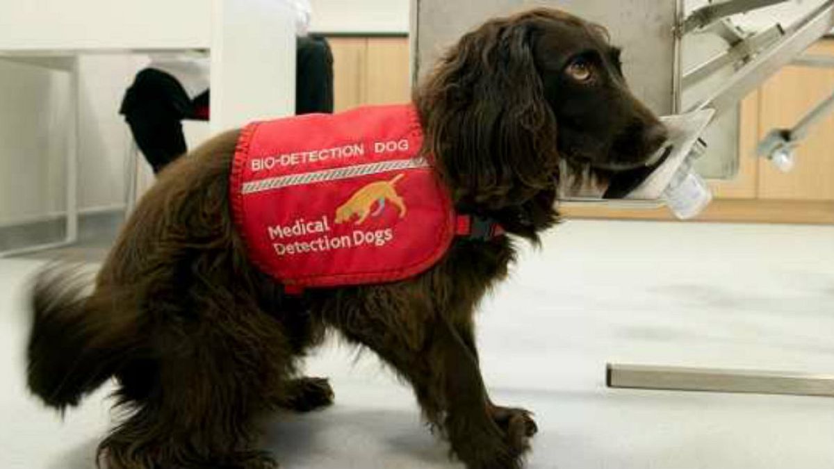 A bio-detection dog trained to detect diseases in urine samples.