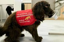 A bio-detection dog trained to detect diseases in urine samples.