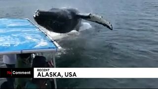 Baleia-corcunda supreende turistas no Alasca