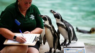 Watch: Animals take to scales in annual weigh-in 