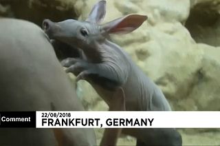 Animal and porn in Frankfurt