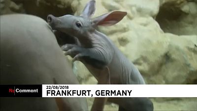 Watch: Baby aardvark revealed to public at Frankfurt Zoo