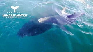Baleia mãe e filhote apanhados a nadar junto a barco turístico na Austrália