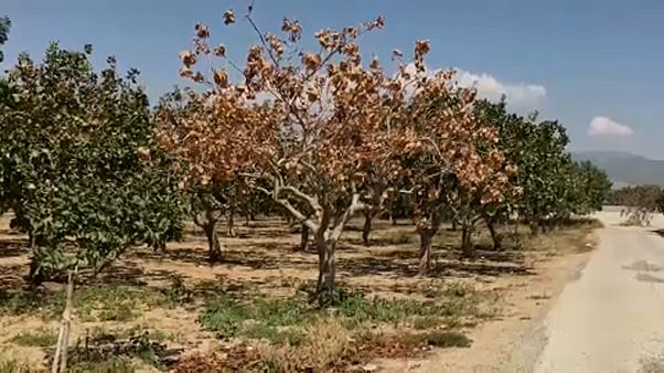 La cosecha de pistachos en Grecia en peligro por una nueva bacteria La cosecha de pistachos en Grecia en peligro por una nueva bacteria