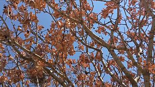 Greece's pistachio harvest down by almost a third