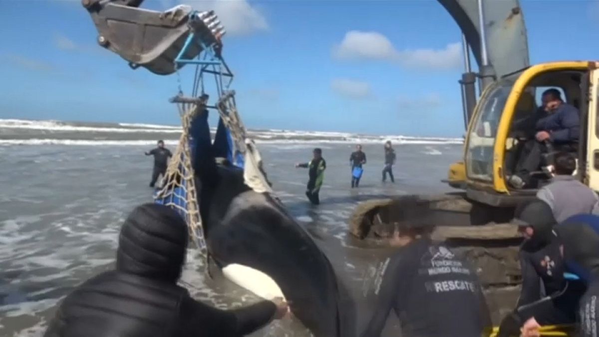 شاهد: عملية إنقاذ الحوت القاتل على ساحل الأرجنتين