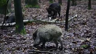 شاهد: الخنازير البرية تجتاح المزارع وتلتهم المحاصيل في فرنسا