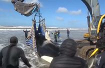 Gestrandete Wale gerettet