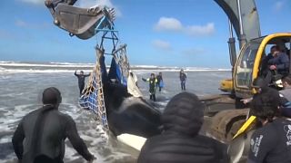 Gestrandete Wale gerettet