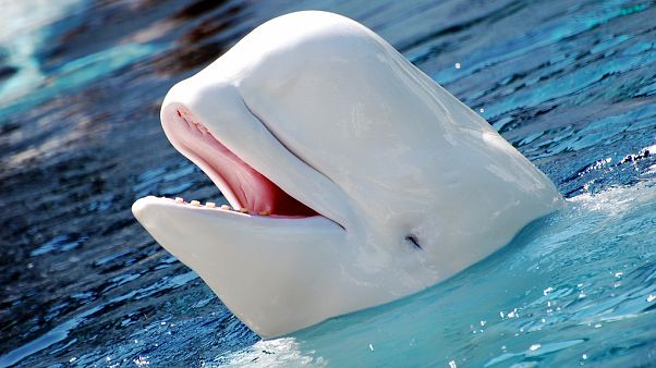 Las ballenas beluga y las narvales también tienen la menopausia Las ballenas beluga y las narvales también tienen la menopausia