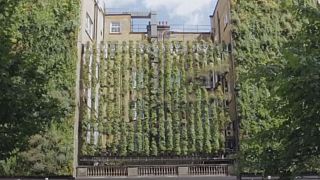 Watch: Hotel in London goes green 