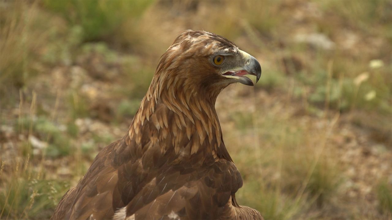 Falconry A Very Ancient Tradition In Kazakhstan